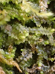 Mesoptychia collaris