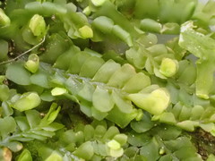 Pedinophyllum interruptum