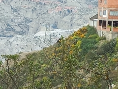 Spinus xanthogastrus