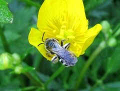 Lasioglossum costulatum