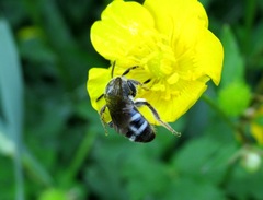 Lasioglossum costulatum