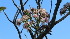 Ehretia longiflora