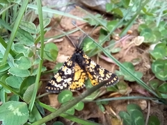 Eurranthis plummistaria