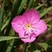 Rose Evening Primrose - Photo (c) M, some rights reserved (CC BY-NC), uploaded by M