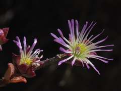 Erepsia patula