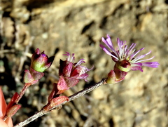 Erepsia patula