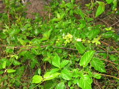 Gonolobus erianthus