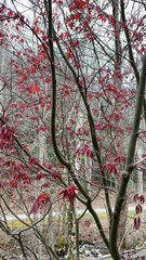 Acer palmatum