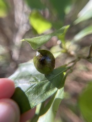 Amphibolips melanocera