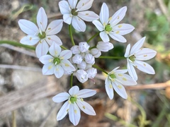 Allium trifoliatum