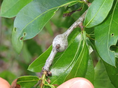 Zapatella quercusmedullae