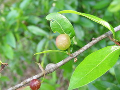 Dryocosmus quercuslaurifoliae