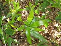 Dryocosmus quercuslaurifoliae