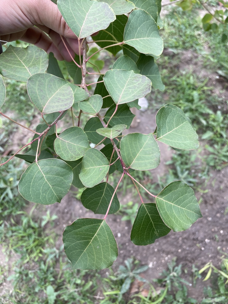 Chinese Tallow from Stags Leap, Edinburg, TX, US on November 26, 2021 ...