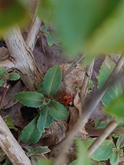 Coccinella septempunctata
