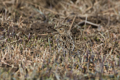 Alauda arvensis