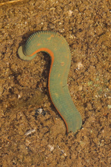 Hirudinea