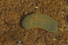 Hirudinea