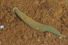 Hirudinea