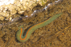 Hirudinea