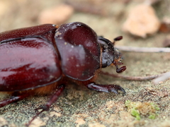 Phyllognathus excavatus