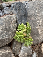 Aeonium lindleyi image