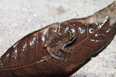 Eleutherodactylus cystignathoides