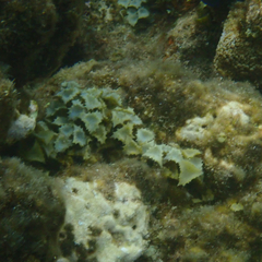 Turbinaria triquetra