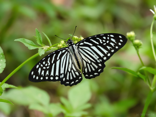 Lesser Zebra