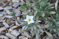 Convolvulus cneorum
