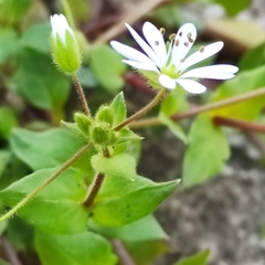 Stellaria cupaniana