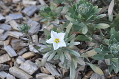 Convolvulus cneorum