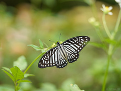 Graphium macareus