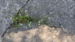 Stellaria cupaniana