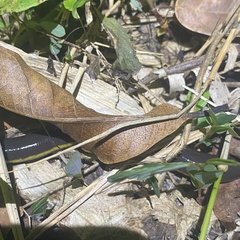 Ichthyophis supachaii