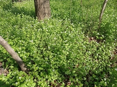 Alliaria petiolata