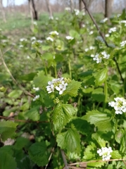Alliaria petiolata