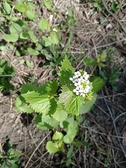 Alliaria petiolata