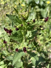 Scrophularia peregrina