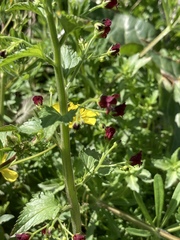 Scrophularia peregrina
