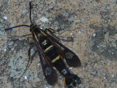 Synanthedon bibionipennis