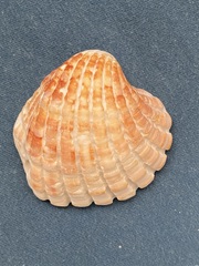 Cardites crassicostatus