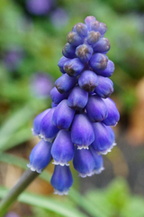 Muscari armeniacum