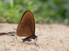 Papilio slateri