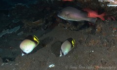 Chaetodon decussatus