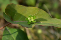 Thyrocarpus glochidiatus