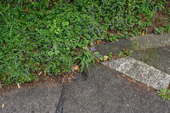 Muscari armeniacum