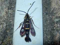 Synanthedon bibionipennis