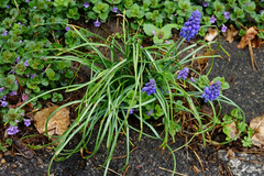 Muscari armeniacum