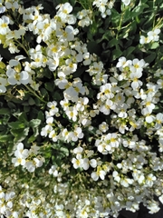 Arabis caucasica